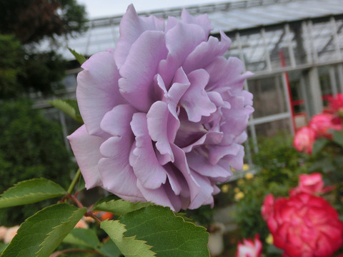 そう　爽sCIMG5054