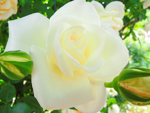 ユキサンsDSCN5203