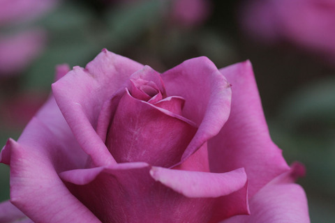 しうん　紫雲5018