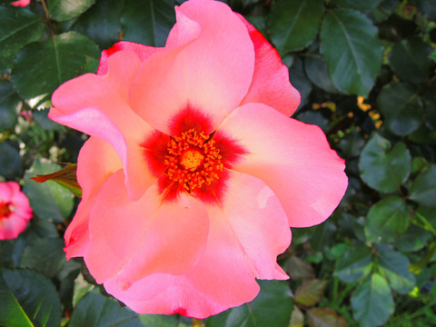 アリッサ　プリンセス　オブ　フェニキュアsDSCN5702