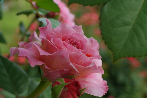 アイスフォーゲルsDSCF2476