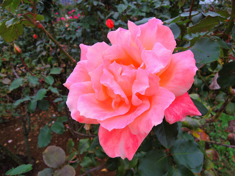 むそう　夢想sDSCN9766