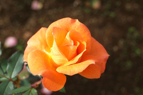 ザンブラsDSCF0508