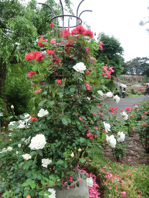 谷津バラ園sCIMG6108