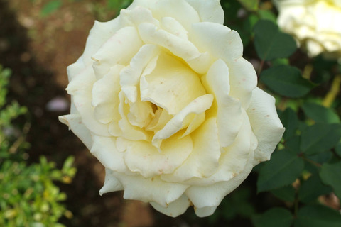 エリナsDSCF0349