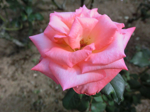 プリンセス　サヤコsCIMG6472