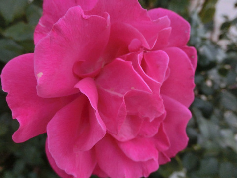 おうひアントワネット　王妃アントワネットsCIMG8371