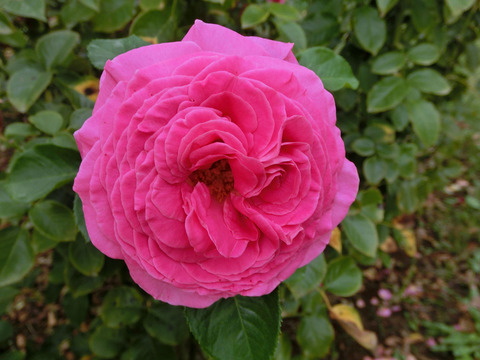 アドーア　ロマンティカsCIMG7490