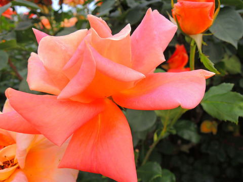 ウィンナー　シャルメsDSCN6911