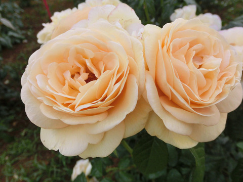 ティップン　トップsCIMG5603