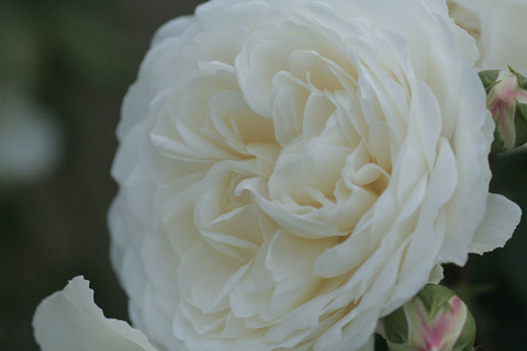 トランクウィリティ4447