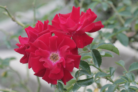 マイナー　フェアーsIMG_7659