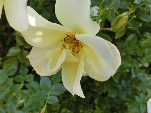 リモンチェッロsCIMG8425