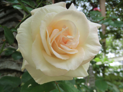 ハー　マジェスティsCIMG5680