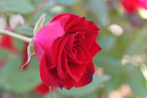 レッド　シンプリシティsDSCF9507