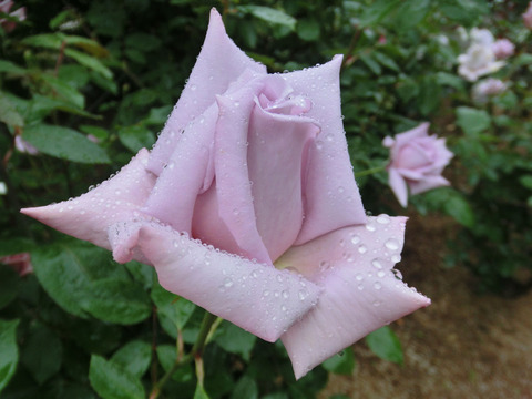 レディ　エックスsCIMG5988