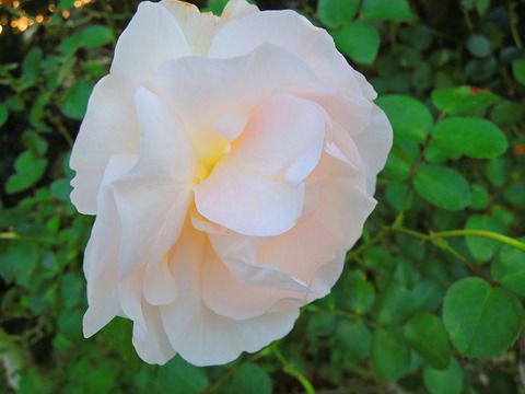 ルチェッタsDSCN9429