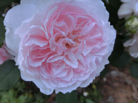 ミス　アリス2774