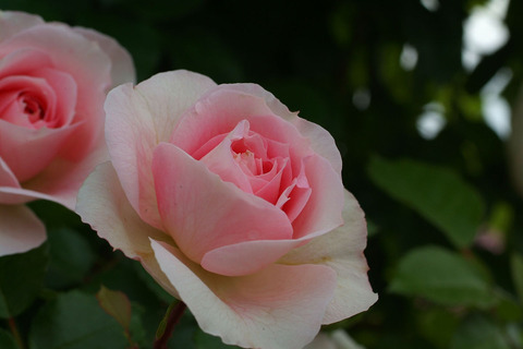 アミ　ロマンティカsDSCF2647