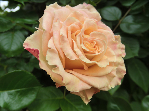 エメラルド　アイルsCIMG5576
