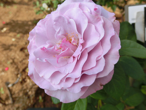 ネプチューンsCIMG6543