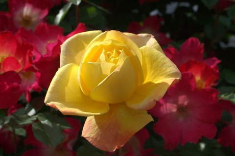 スペクトラsDSCF1025