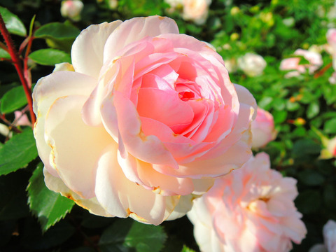 ステファニー　グッテンベルクsDSCN5443