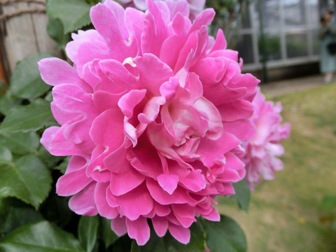 ファンシー　ラッフルsCIMG4894