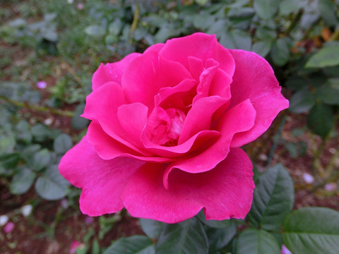 おうひアントワネット　王妃アントワネットsCIMG5084