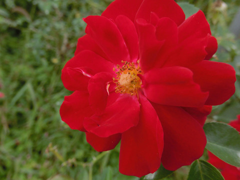 マイナー　フェアーsCIMG7529