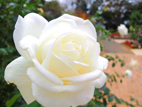 ビブ　ラ　マリエ！sDSCN9923