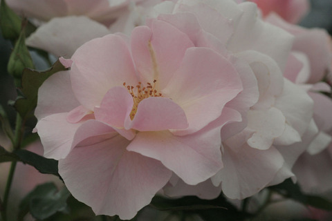 しののめsIMG_7464