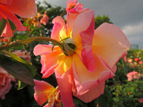 コンデサ　デ　サスタゴ2065