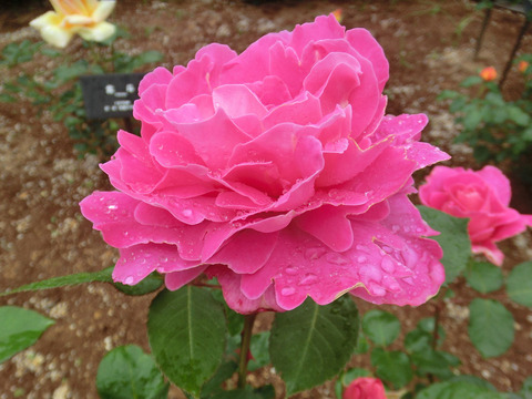 マジョレットsCIMG6242