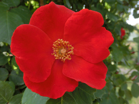 サラバンドsCIMG4077