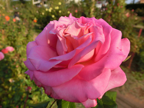 アシュリーsCIMG8231