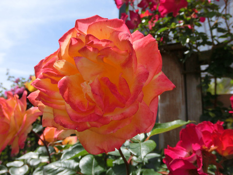 スペクトラsCIMG4958