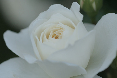 トランクウィリティ4443