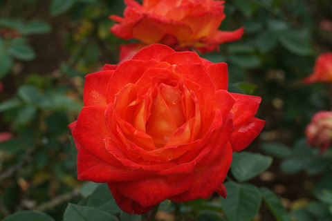 シャコックsDSCF0133