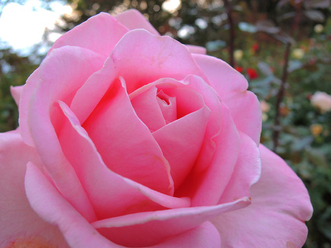 パーシー　スローワー5910