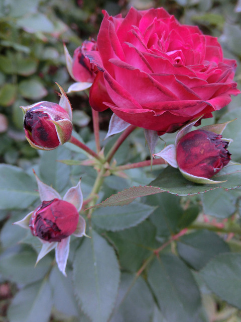 デュエット　バルコニアsCIMG8444