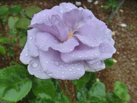 わたらせsCIMG5981