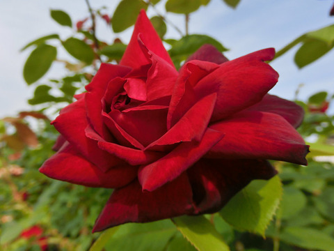 オクラホマsCIMG5155