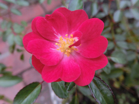 フェアリー　クィーンsCIMG4828