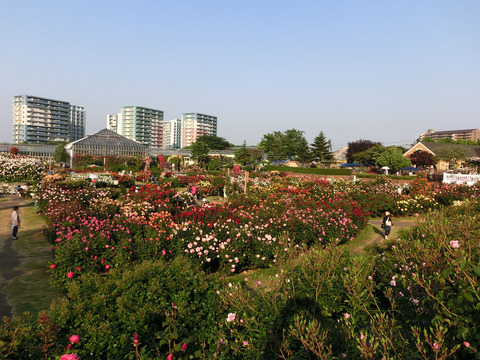 京成バラ園1284