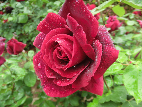 パパ　メイアンsCIMG6318sumi