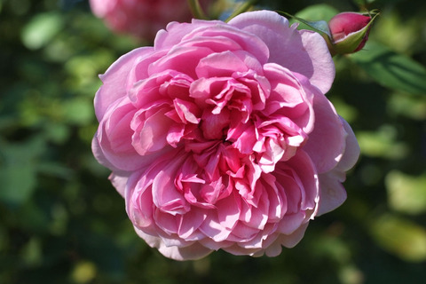 シスター　エリザベスsDSCF9177