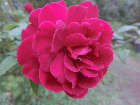 エル　ディ　ブレイスウェイトsCIMG8528