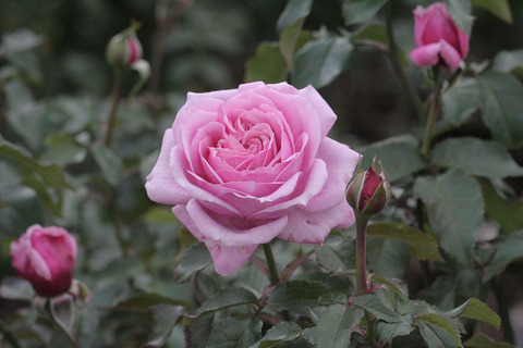 フューチャー　パフュームsIMG_5482