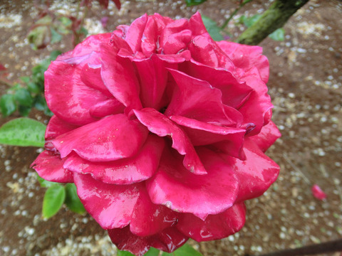 ジョン　Ｓ　アームストロングsCIMG6364